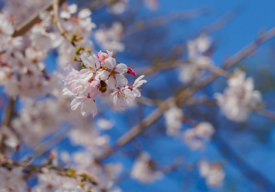 강릉 경포대 벚꽃 명소 경포호 올해도 드라이브스루로 즐겨요!