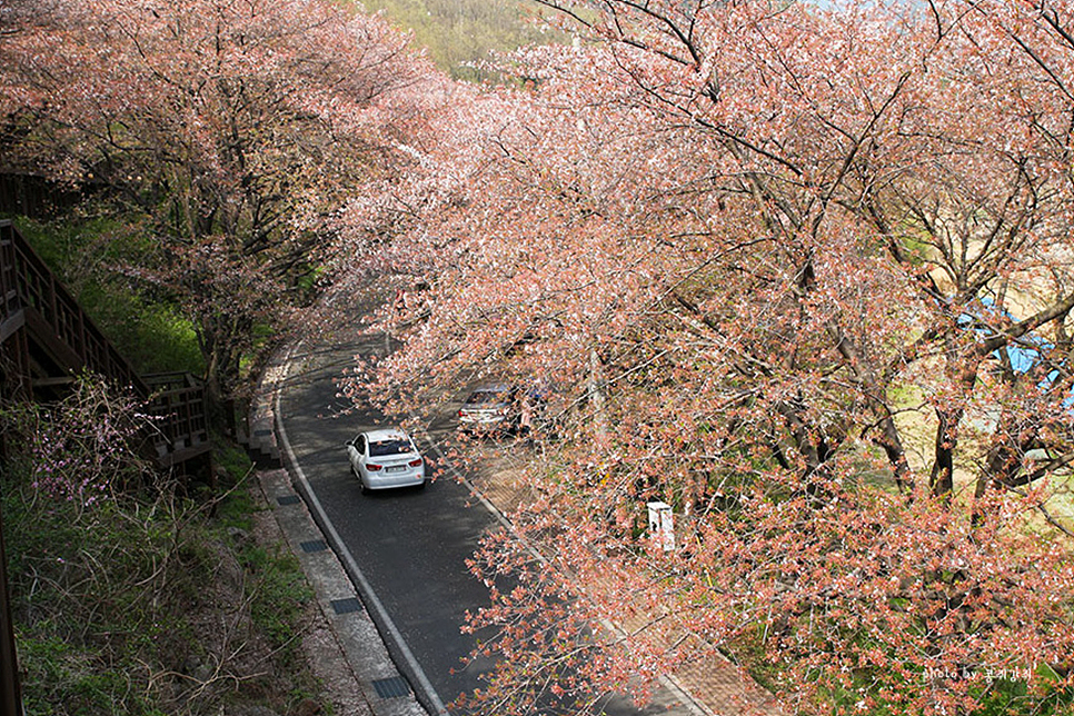 경남 여행 하동 가볼만한곳 4 벚꽃길, 녹차밭, 매암제다원