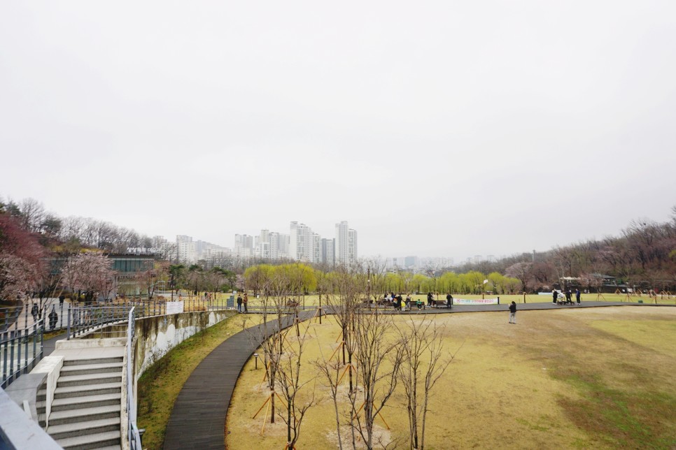 북서울 꿈의숲 벚꽃 개화상황 서울 꽃구경 하기 좋은 공원 추천