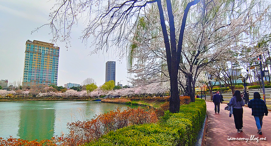서울 가볼만한곳, 산책하기좋은 석촌호수 벚꽃축제 폐쇄 전 여행