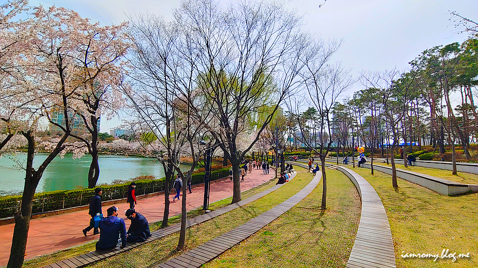 서울 가볼만한곳, 산책하기좋은 석촌호수 벚꽃축제 폐쇄 전 여행