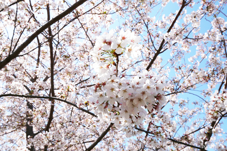 김포공항콜밴타고 제주도 벚꽃 명소 베스트 둘러보기! 녹산로 예래생태공원 등 3곳