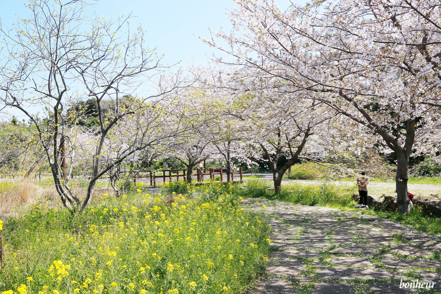 김포공항콜밴타고 제주도 벚꽃 명소 베스트 둘러보기! 녹산로 예래생태공원 등 3곳