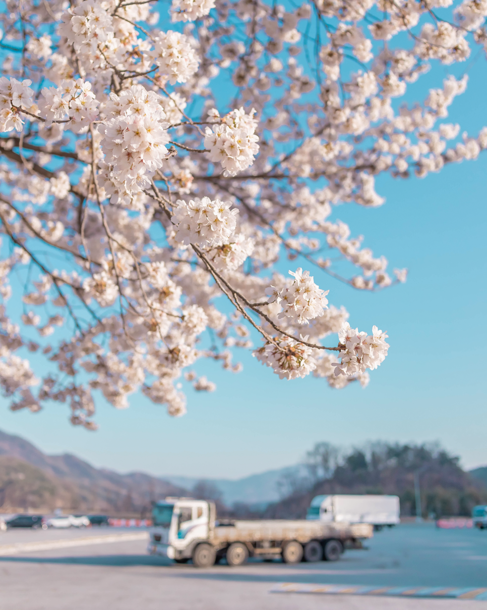 팝콘벚꽃 맛집  추풍령휴게소(서울방면) 우연히 봄