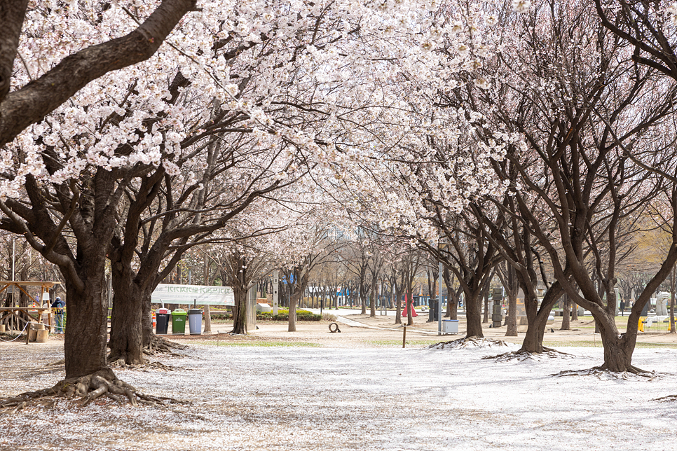 주말 서울 여행 나들이 서울숲 벚꽃 만개 꽃구경(주차장)