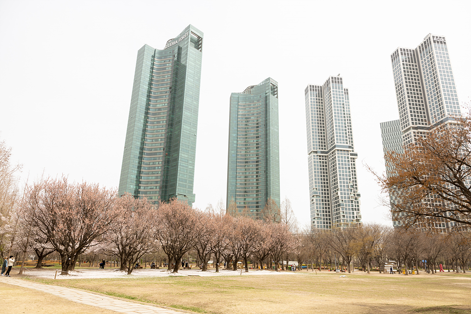 주말 서울 여행 나들이 서울숲 벚꽃 만개 꽃구경(주차장)