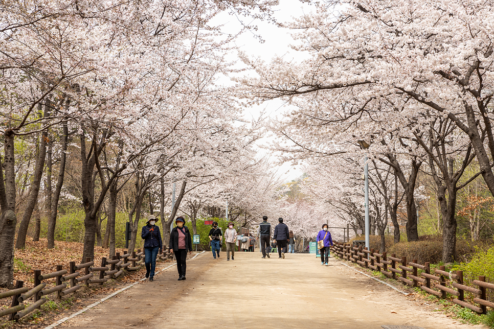 주말 서울 여행 나들이 서울숲 벚꽃 만개 꽃구경(주차장)