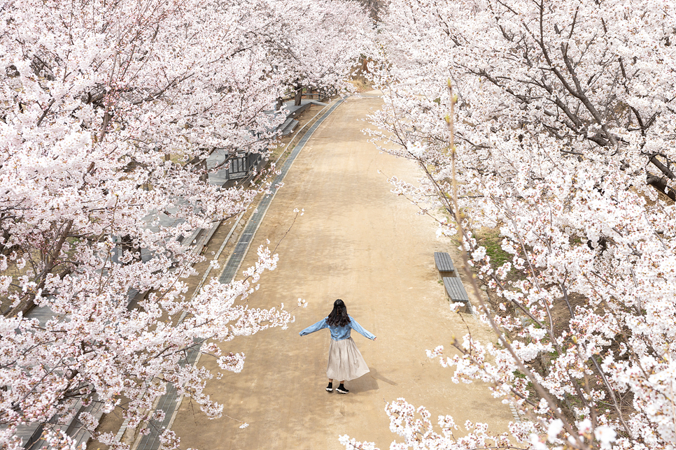 주말 서울 여행 나들이 서울숲 벚꽃 만개 꽃구경(주차장)