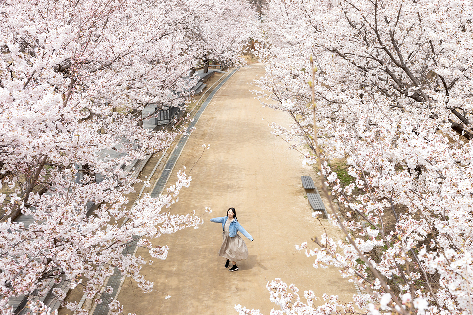 주말 서울 여행 나들이 서울숲 벚꽃 만개 꽃구경(주차장)