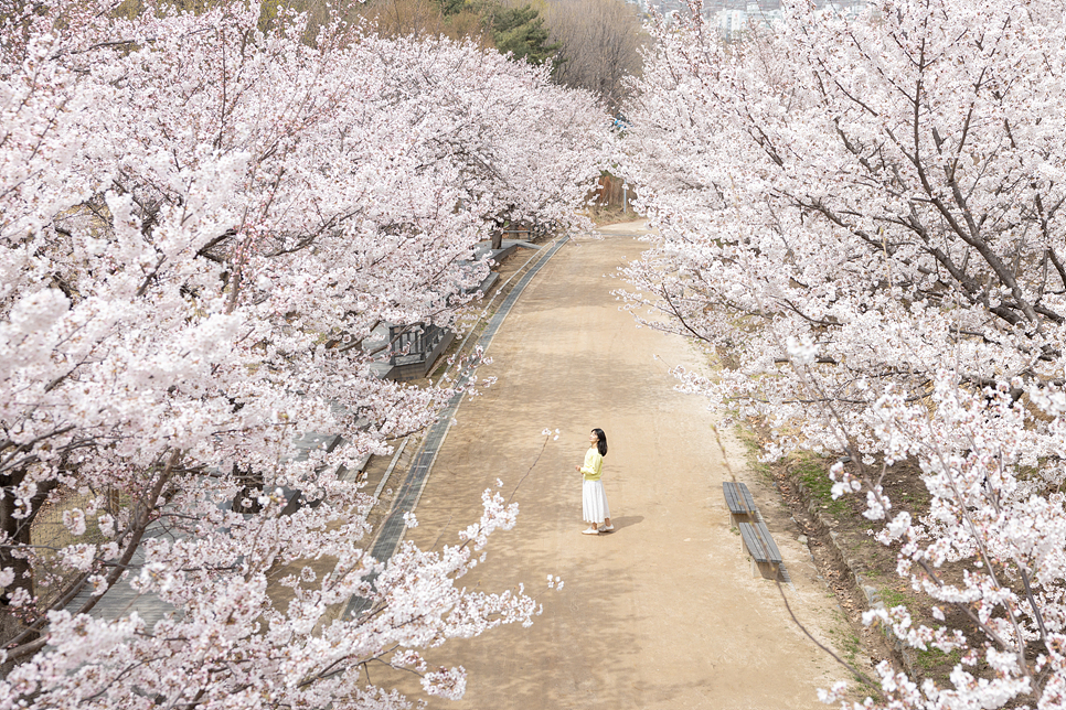 주말 서울 여행 나들이 서울숲 벚꽃 만개 꽃구경(주차장)