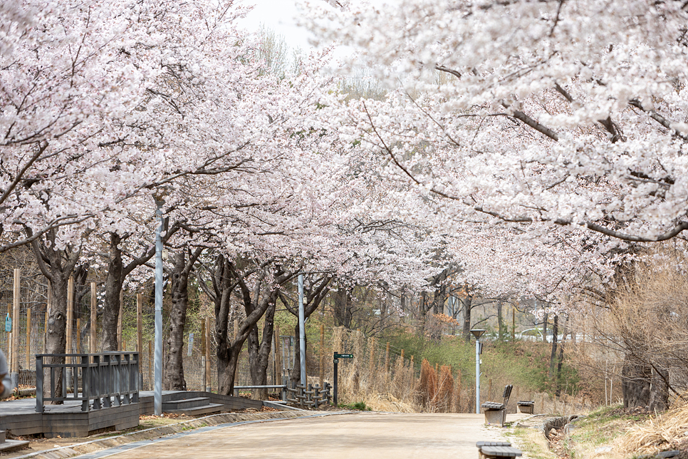 주말 서울 여행 나들이 서울숲 벚꽃 만개 꽃구경(주차장)