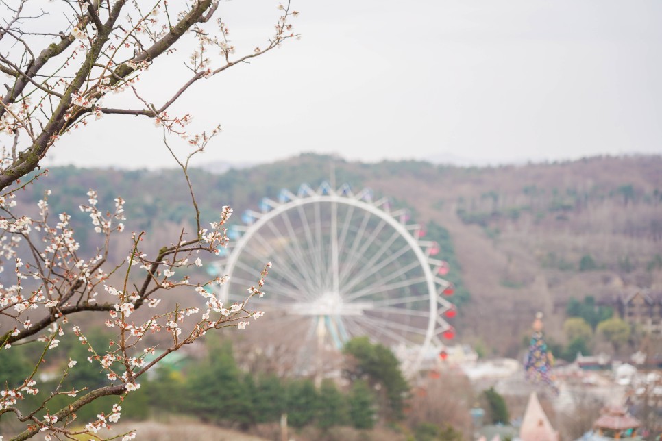 용인 가볼만한곳 에버랜드 하늘매화길(3/27 실시간)