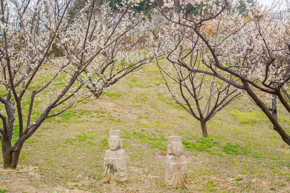 용인 가볼만한곳 에버랜드 하늘매화길(3/27 실시간)