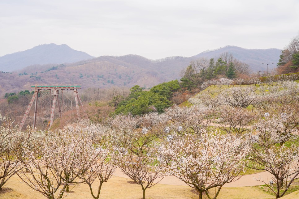 용인 가볼만한곳 에버랜드 하늘매화길(3/27 실시간)