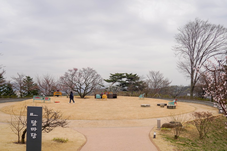 용인 가볼만한곳 에버랜드 하늘매화길(3/27 실시간)