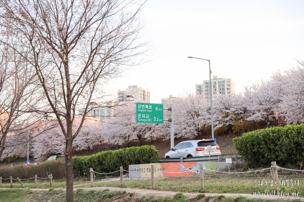 주말나들이 서울 벚꽃명소 중랑천 장안 벚꽃길