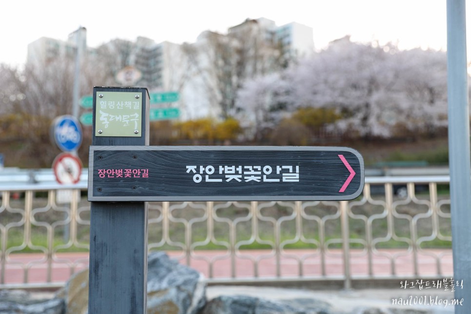 주말나들이 서울 벚꽃명소 중랑천 장안 벚꽃길