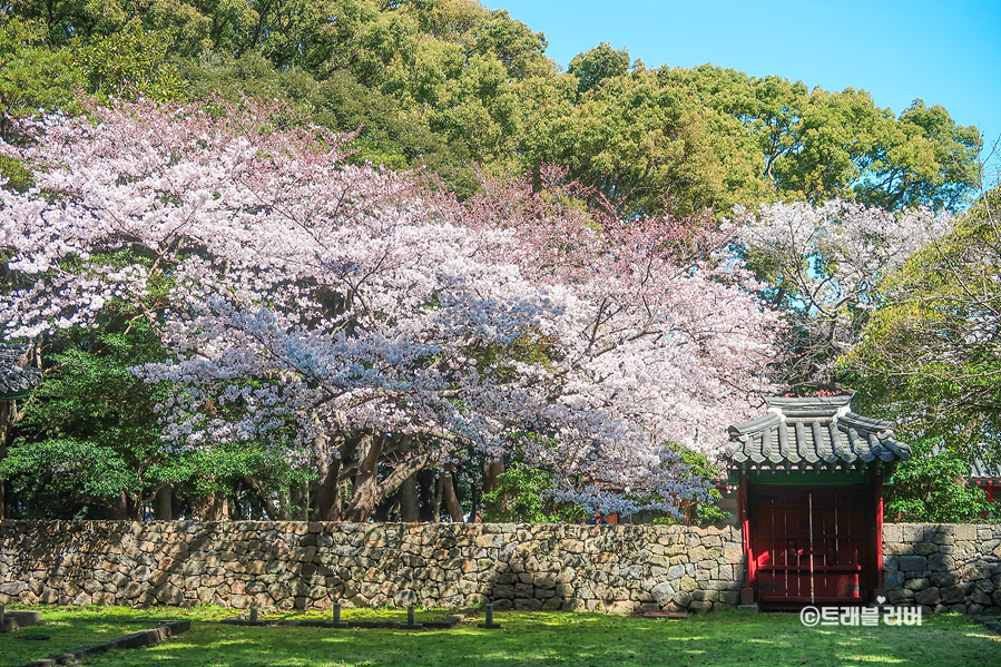 4월 제주도 여행 벚꽃 명소와 가볼만한곳