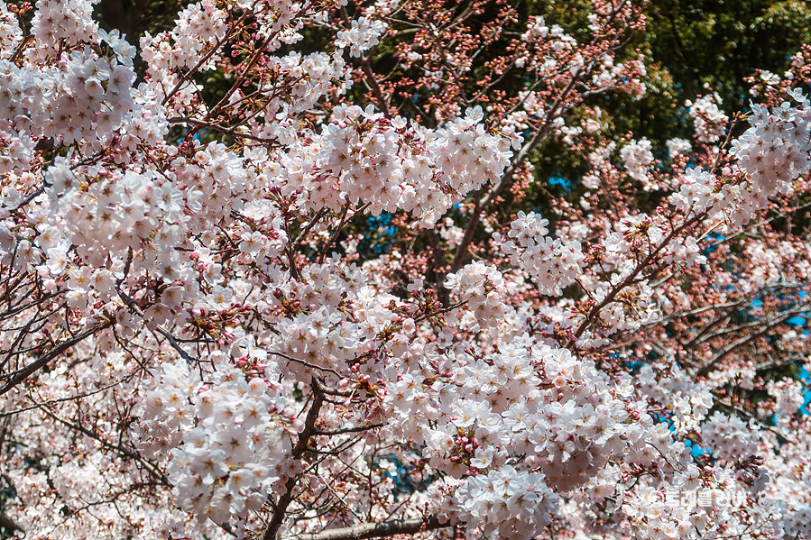 4월 제주도 여행 벚꽃 명소와 가볼만한곳