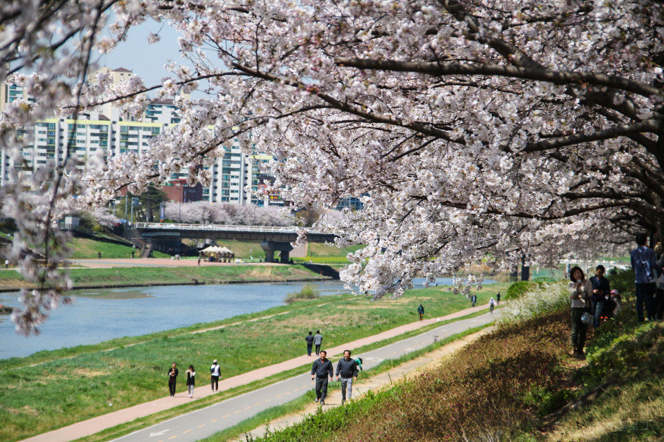 미리보는 서울 벚꽃 명소 꽃 구경 나들이~ 남산, 안양천 등등