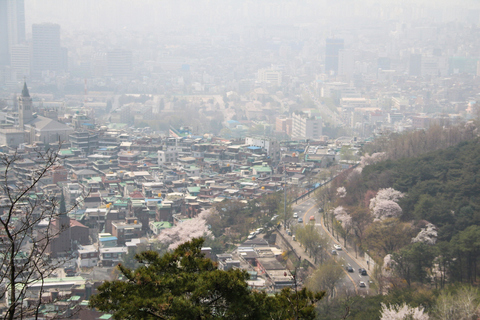 미리보는 서울 벚꽃 명소 꽃 구경 나들이~ 남산, 안양천 등등