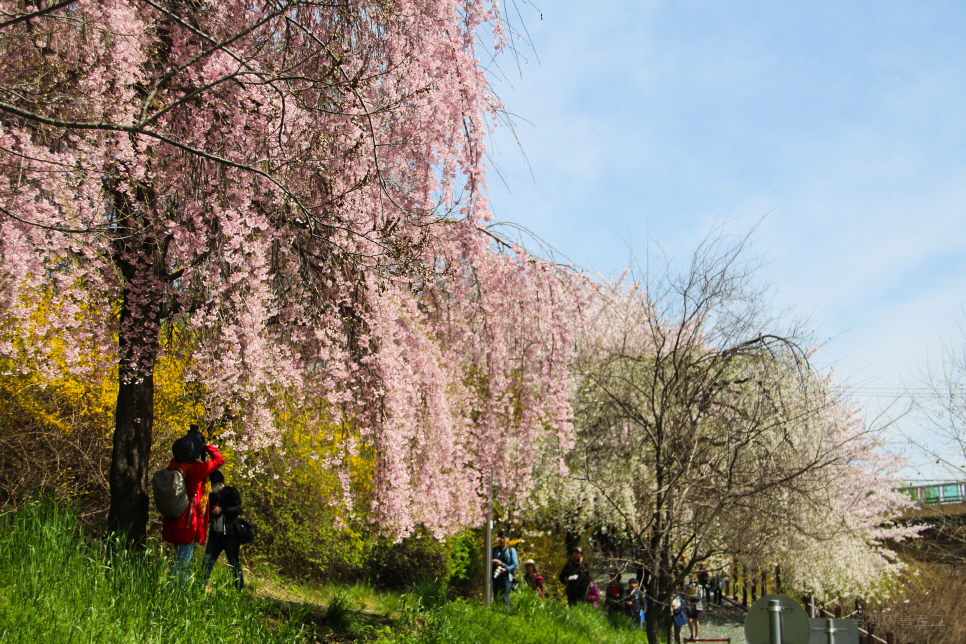 미리보는 서울 벚꽃 명소 꽃 구경 나들이~ 남산, 안양천 등등