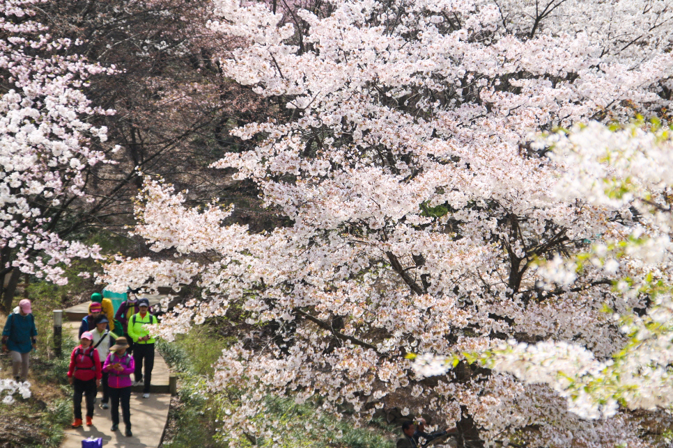 미리보는 서울 벚꽃 명소 꽃 구경 나들이~ 남산, 안양천 등등