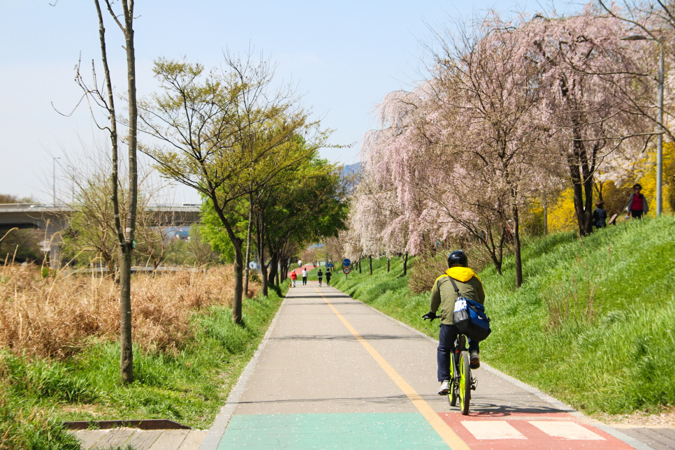 미리보는 서울 벚꽃 명소 꽃 구경 나들이~ 남산, 안양천 등등