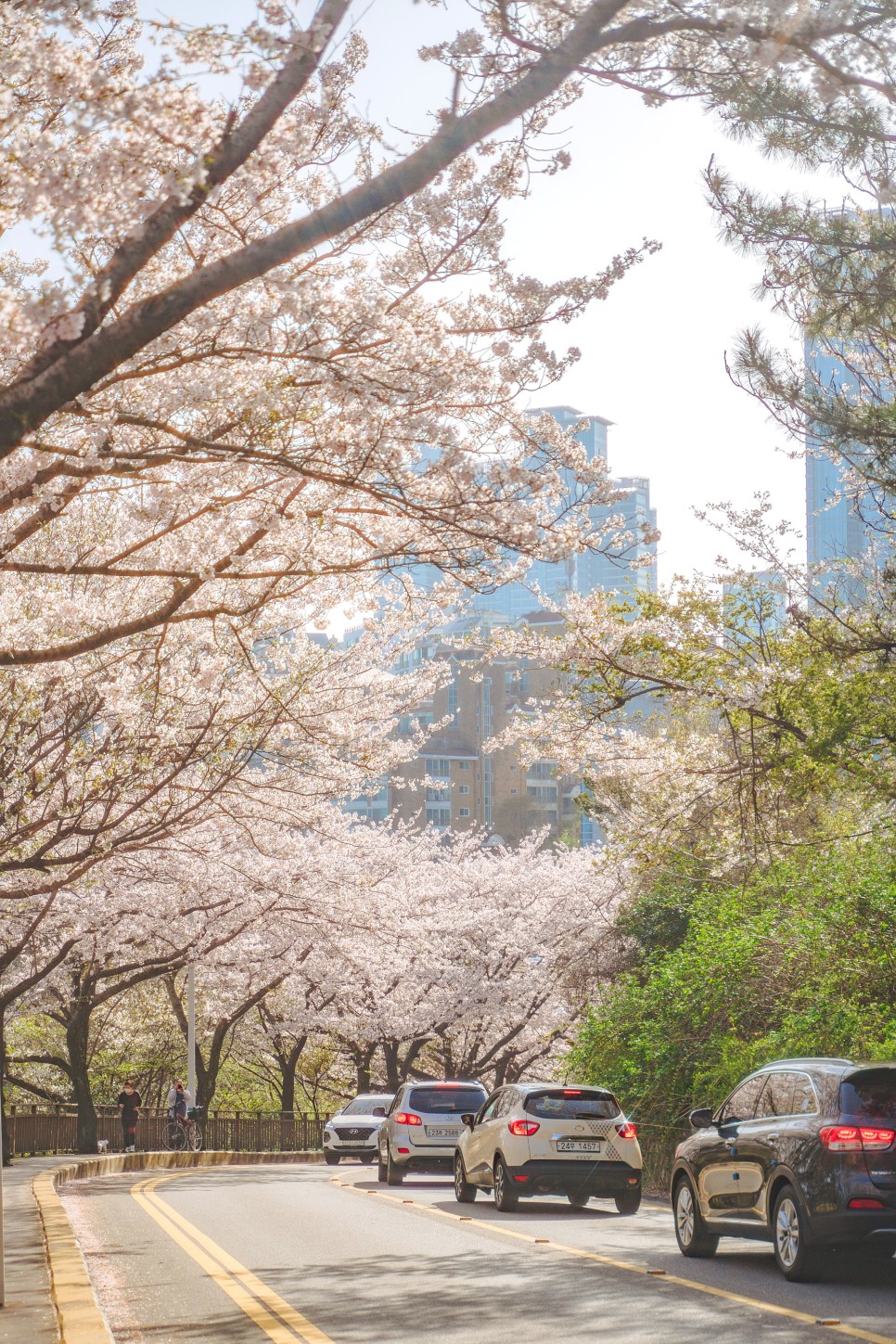[대한민국구석구석 / 부산 가볼만한곳 ] 봄꽃이 내린다✿ 랜선 부산 봄캉스 :: 개금 벚꽃문화길, 오륙도스카이워크, 오륙도해맞이공원, 달맞이길