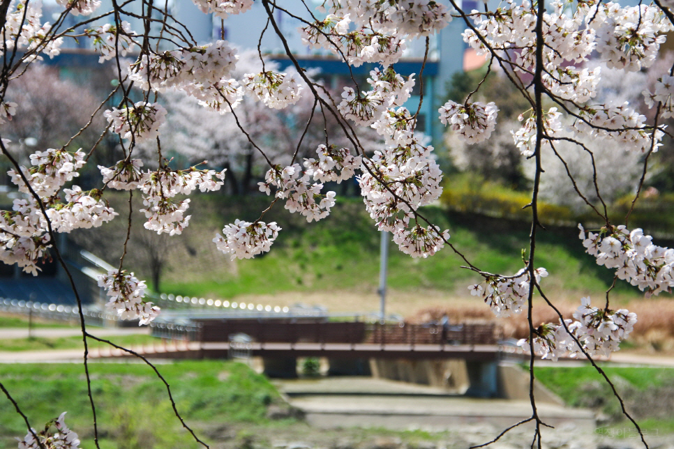 미리보는 서울 벚꽃 명소 꽃 구경 나들이~ 남산, 안양천 등등