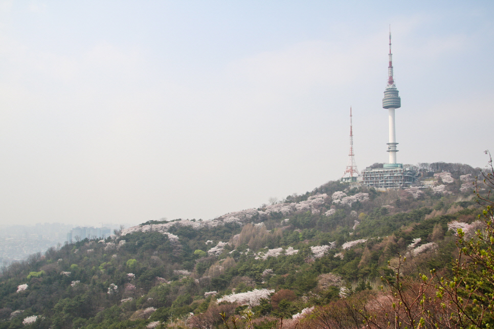 미리보는 서울 벚꽃 명소 꽃 구경 나들이~ 남산, 안양천 등등