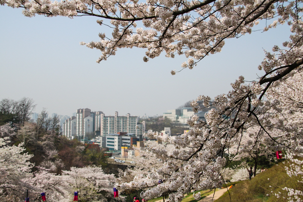 미리보는 서울 벚꽃 명소 꽃 구경 나들이~ 남산, 안양천 등등