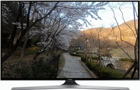 대전 벚꽃 여행 우암사적공원 나들이