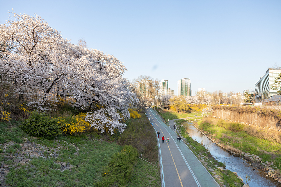 서울 벚꽃 명소 가볼만한곳 테이트코스 반포 허밍웨이 피천득길