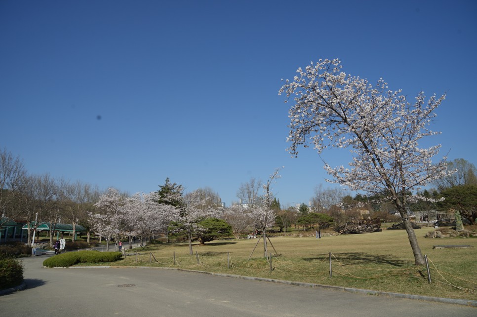 전주 여행 중, 벚꽃 명소 전주동물원 벚꽃 만개한 현재 날씨