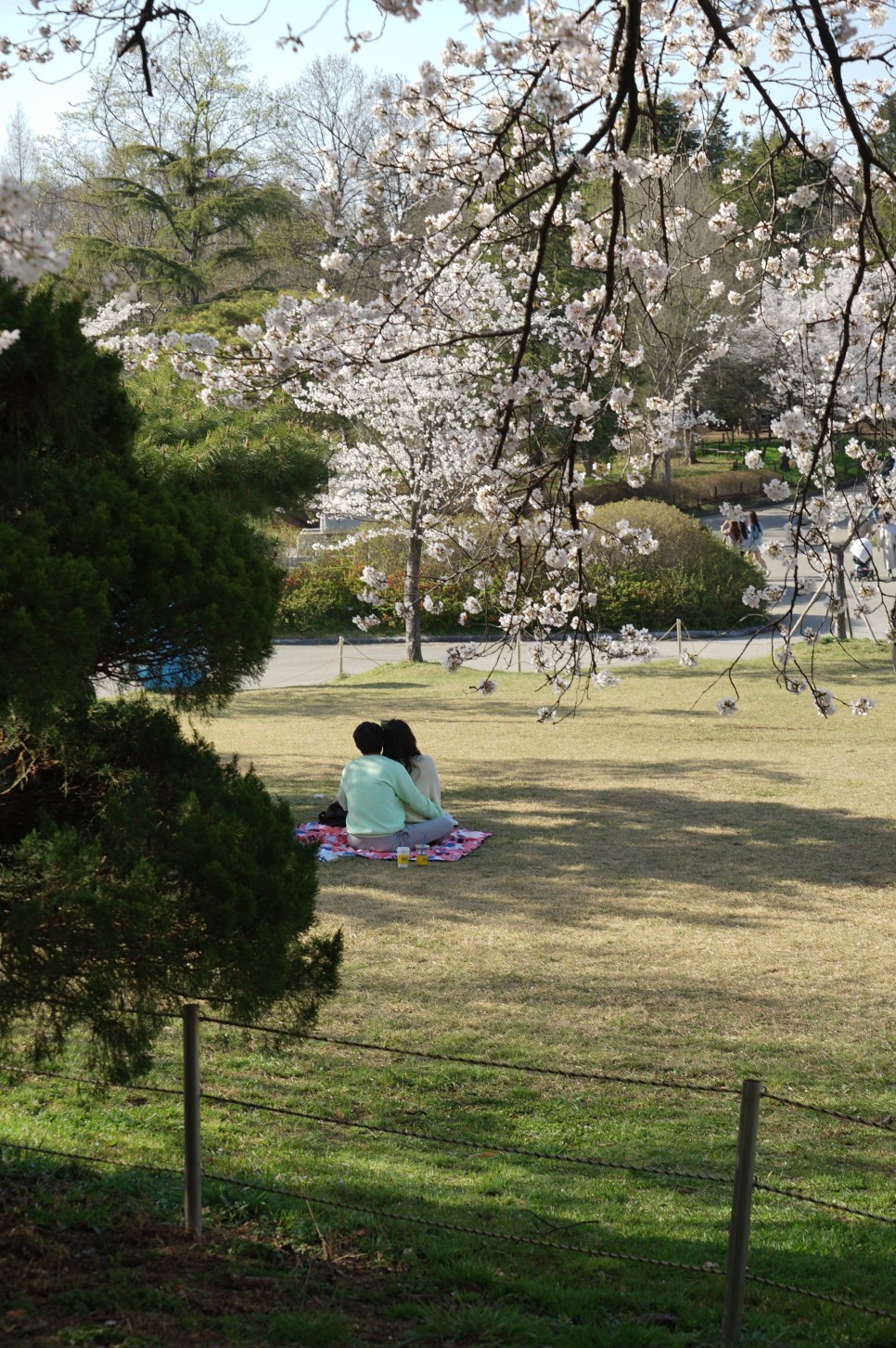 전주 여행 중, 벚꽃 명소 전주동물원 벚꽃 만개한 현재 날씨