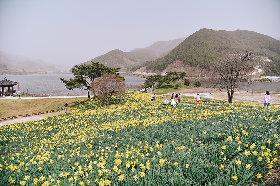 구례 가볼만한곳 지리산 치즈랜드 수선화 꽃 여행