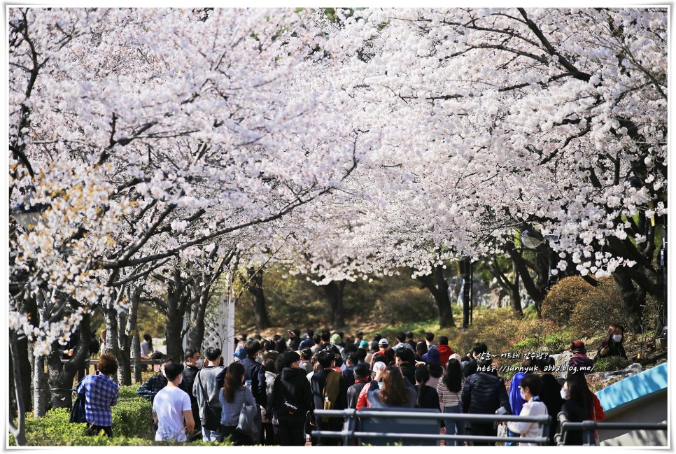 서울 벚꽃 명소 여의도,석촌호수 벚꽃축제 통제
