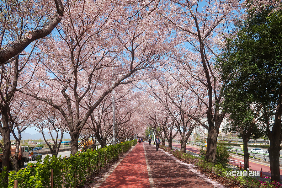 부산 여행 삼락생태공원 벚꽃엔딩