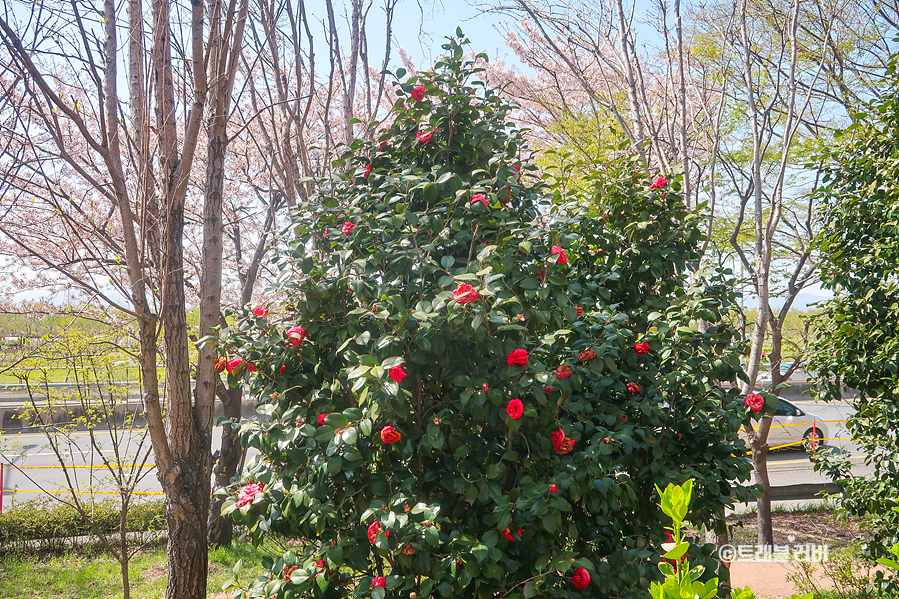 부산 여행 삼락생태공원 벚꽃엔딩
