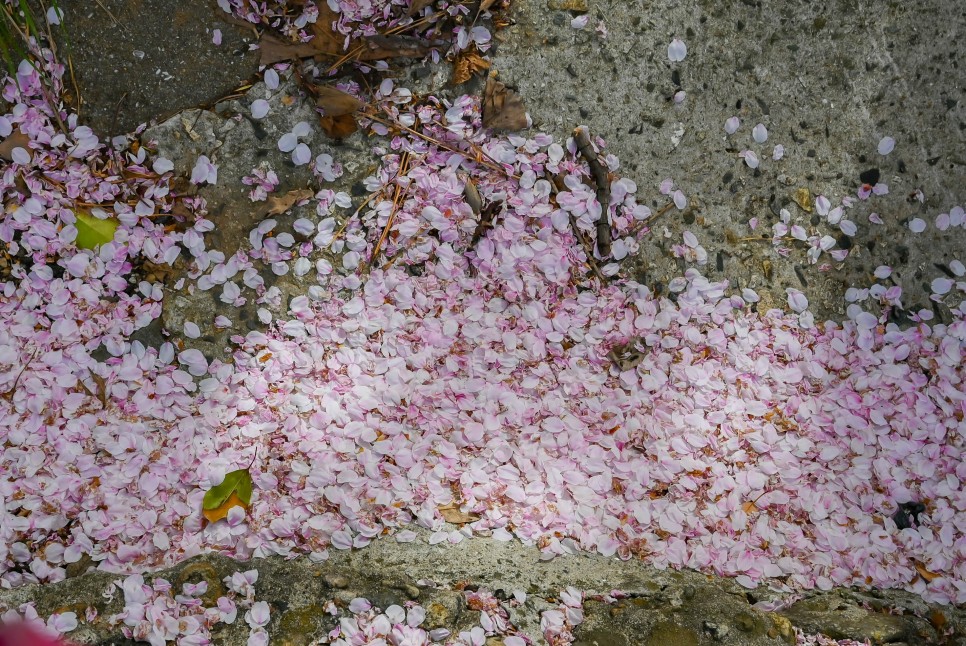 여수 데이트코스 벚꽃명소 중앙여고, 벚꽃비 내리는 실시간 여수날씨