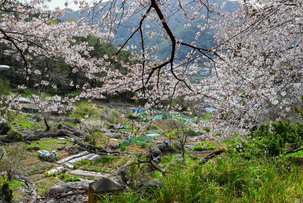 여수 데이트코스 벚꽃명소 중앙여고, 벚꽃비 내리는 실시간 여수날씨