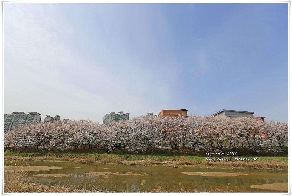 경기도 벚꽃 명소 수원 황구지천