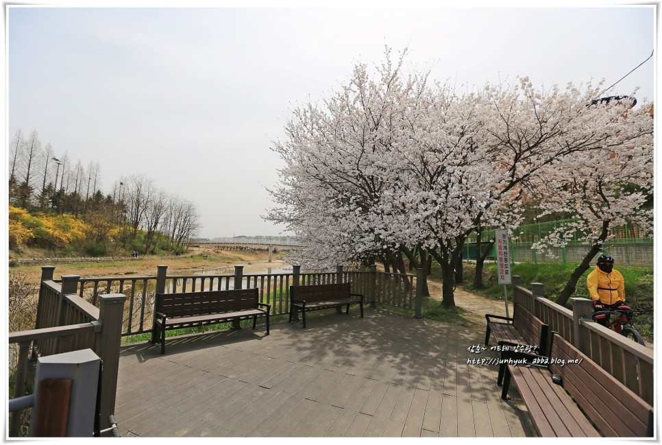 경기도 벚꽃 명소 수원 황구지천