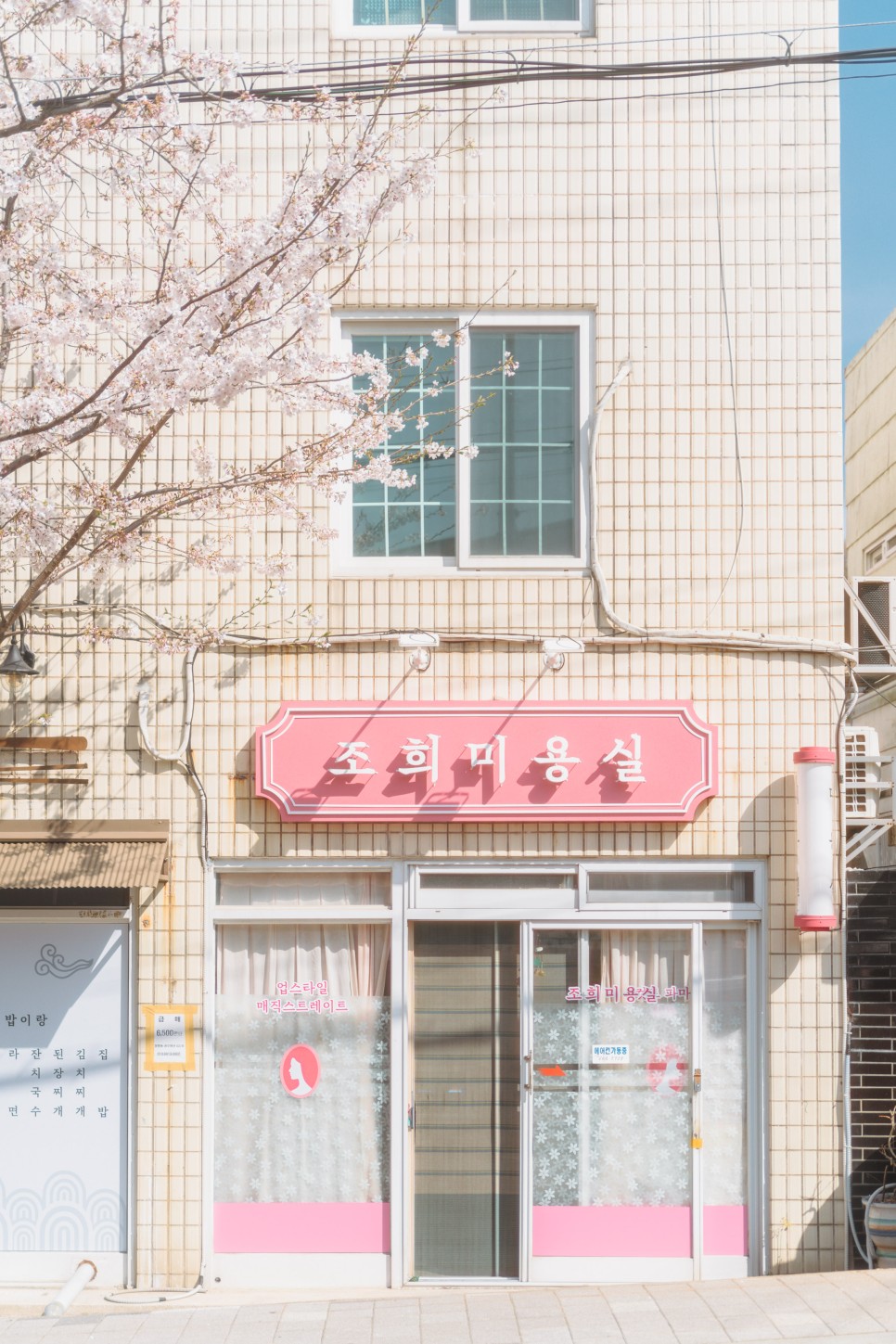 [대한민국 구석구석 / 통영 가볼만한곳] 벚꽃에 진심인 편, 대리만족 통영 벚꽃로드 :: 통영봉숫골, 미래사벚꽃길, 도남동벚꽃길