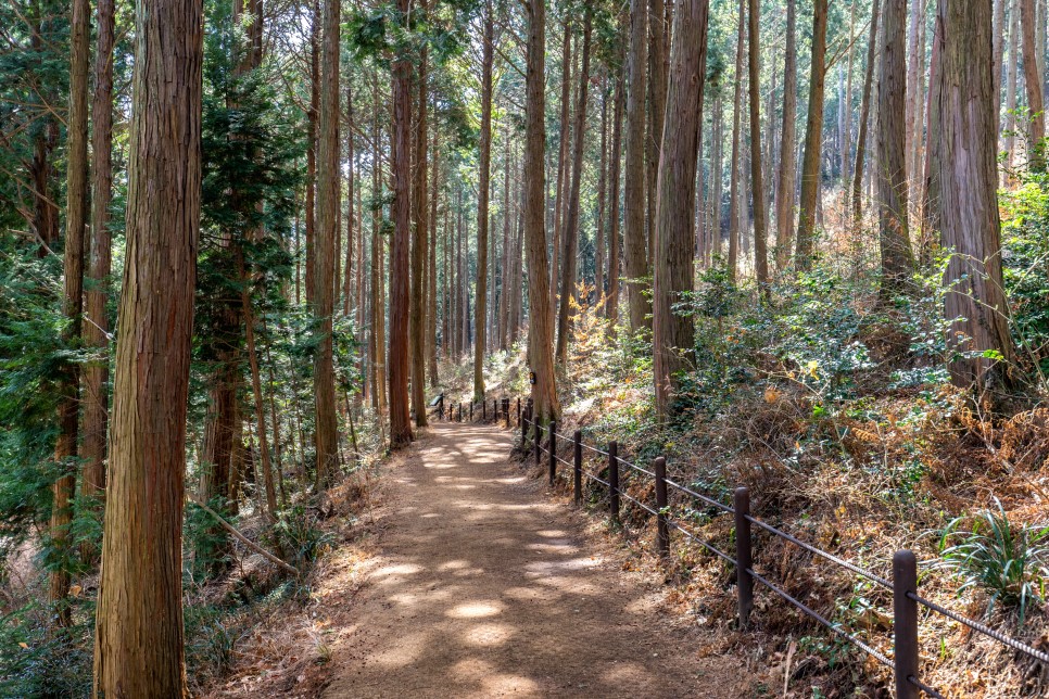 [대한민국 구석구석 / 통영 가볼만한곳] 벚꽃에 진심인 편, 대리만족 통영 벚꽃로드 :: 통영봉숫골, 미래사벚꽃길, 도남동벚꽃길