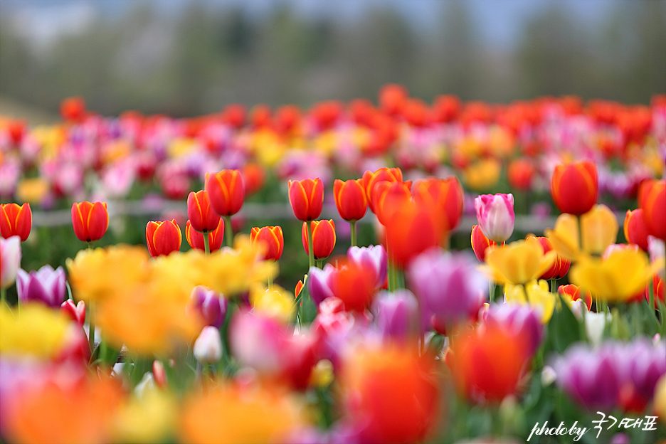 주말 갈만한곳 4월 국내 봄 여행지 꽃구경 하기 좋은곳