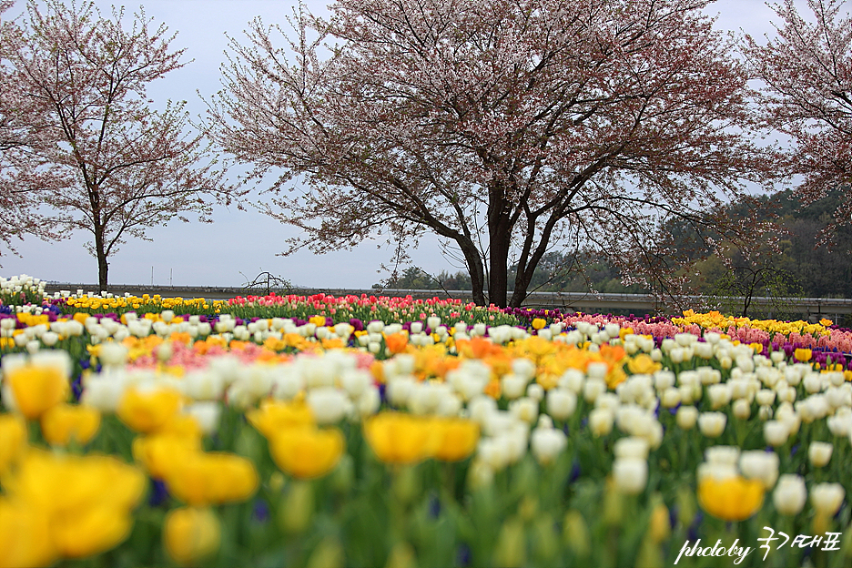 주말 갈만한곳 4월 국내 봄 여행지 꽃구경 하기 좋은곳