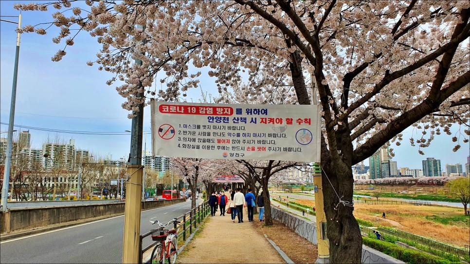 서울 데이트 코스 벚꽃 명소 안양천 벚꽃길!