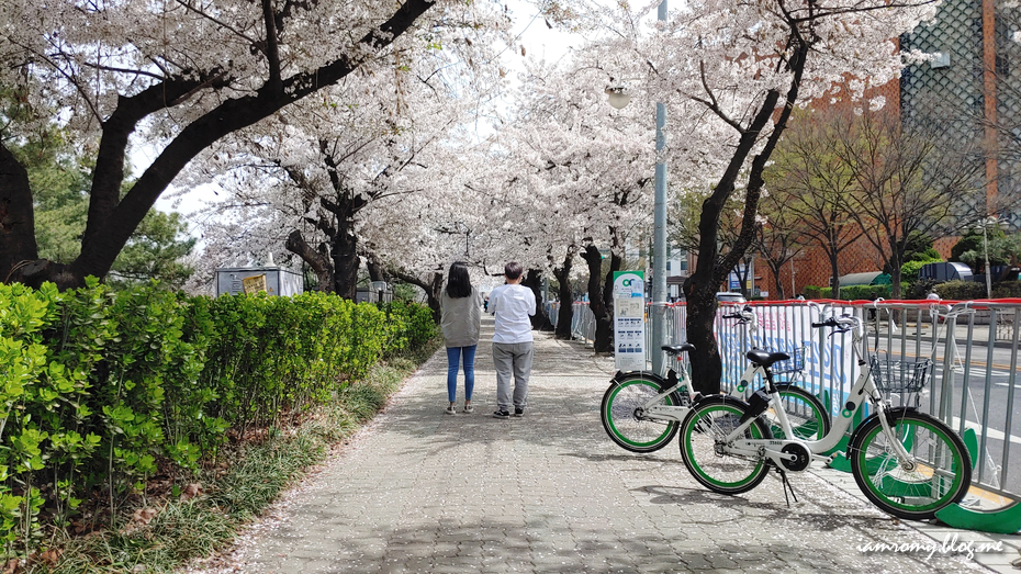 여의도 한강공원, 국회의사당 윤중로 영등포벚꽃축제 서울 나들이